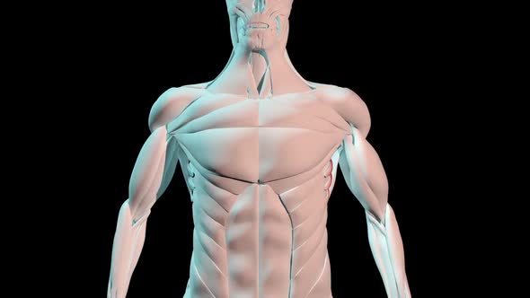 Serratus Anterior Muscles Anatomical Position On Human Body alt