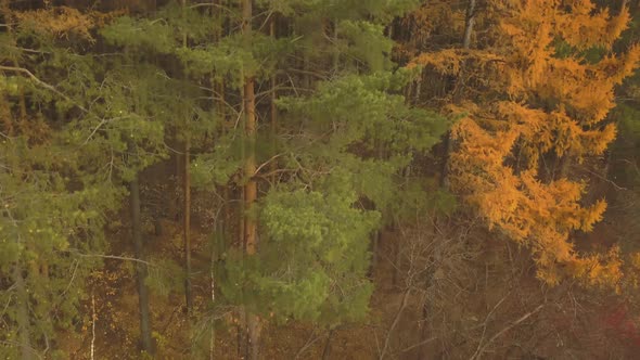 Aerial Footage of Colorful Forest in Autumn Season. Yellow and Green Trees