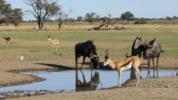 Springbok Antelopes And Blue Wildebeest At A Waterhole alt
