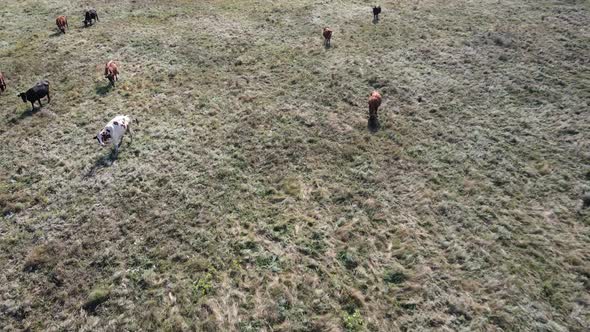 A Big Herd of Cattle Pasture on the Yellow Autumn Field Close Up Drone Shot