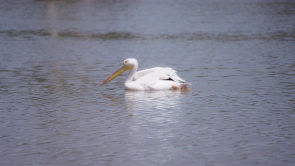 White pelican floating in the lake