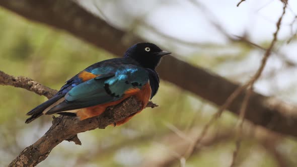 Wreathed Hornbill is a Species of Hornbill Found in Forests From Far Northeastern India and Bhutan alt