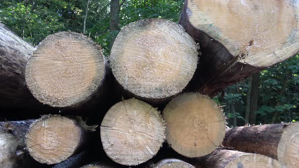 Cutting of the trees, bark beetle calamity, conifer tree logs on pile in woodland