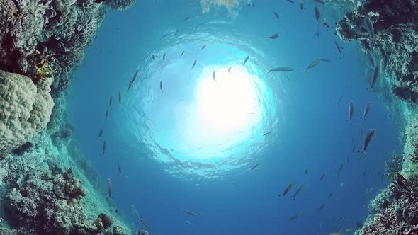 Coral Reef and Tropical Fish. Panglao, Philippines. alt