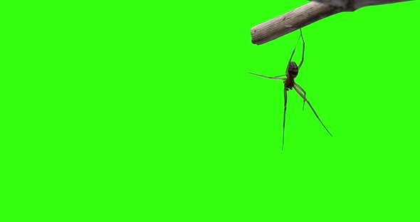 Spider Greenscreen