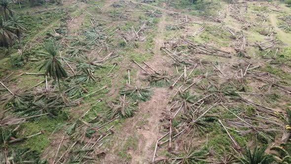Orbit shot the oil palm plantation cleared land at Malaysia alt
