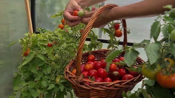 a woman collects red tomatoes in a basket