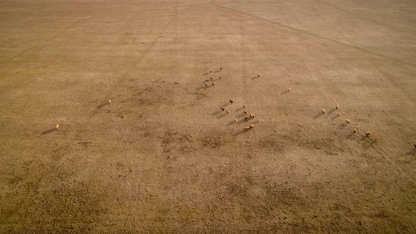 Aerial view of cattle grazing in the field at sunset at the island of Vormsi in Estonia. alt