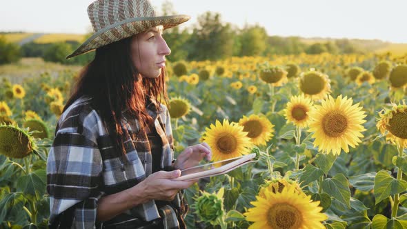 Young Attractive Farmer Working with Tablet in Sunflower Field Inspects Blooming Sunflowers Business alt