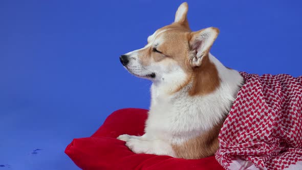 Side View of a Tired Welsh Corgi Pembroke Dog Lying on a Red Pillow Covered with a Blanket alt