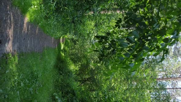 Vertical Video Aerial View Inside a Green Forest with Trees in Summer alt
