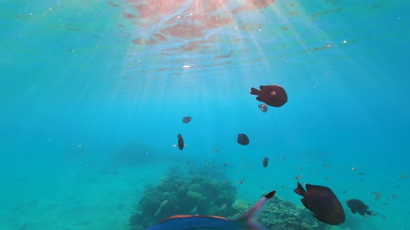 Wonderful and Beautiful Underwater World with Corals and Tropical Fish alt