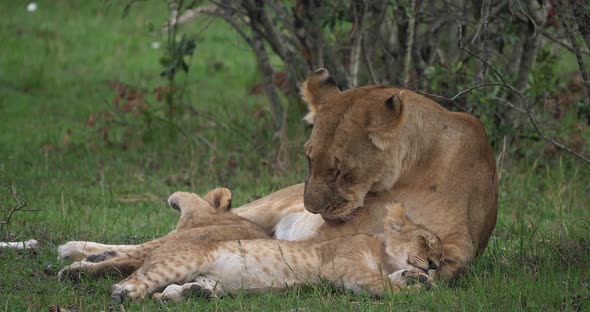 African Lion, panthera leo, Mother licking its Cub, Masai Mara Park in Kenya, Real Time 4K alt