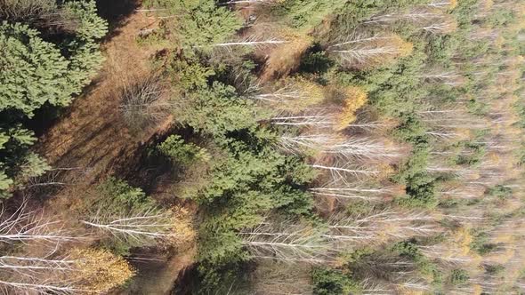 Vertical Video Autumn Forest with Trees in Ukraine Slow Motion alt