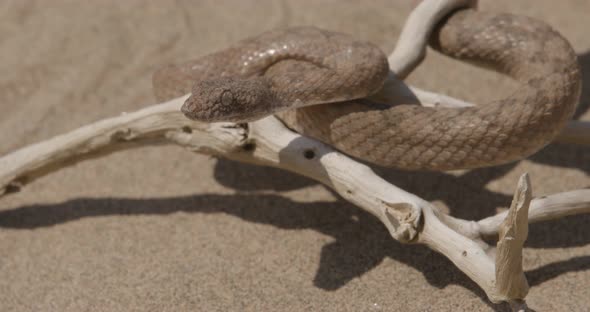 Snake on a Branch in Desert