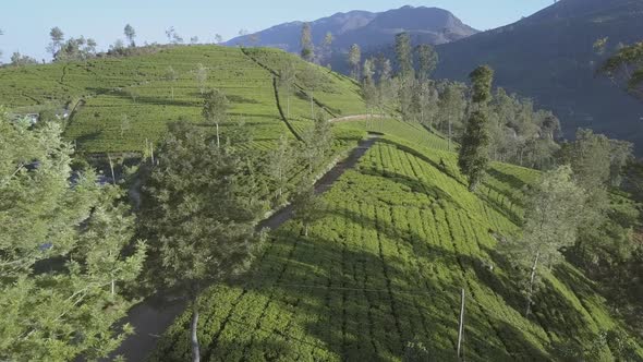 Endless Tropical Highland with Fresh Green Plantations alt