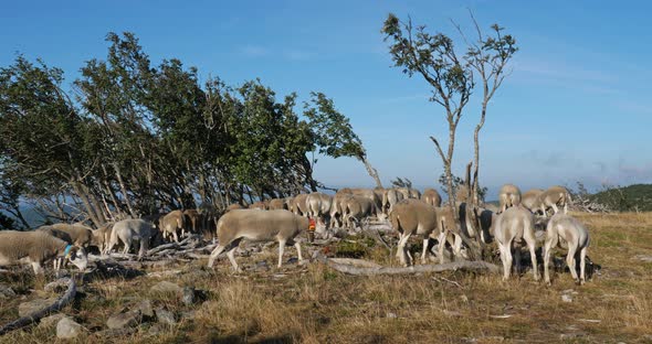 The Mont Aigoual, Gard department, the Occitan, France. Group of sheeps grazing in the field. alt