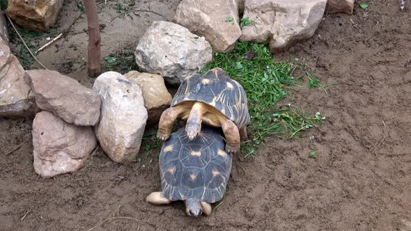 Madagascar tortoise (Pyxis arachnoides). Two tortoises mating