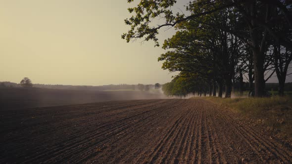 Agricultural field near the alley of old oaks in the evening in autumn