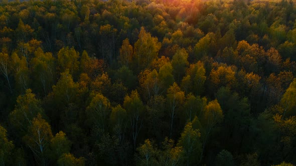 Wild Spring Forest on Sunset