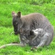 Mom kangaroo with a kangaroo in a bag - VideoHive Item for Sale
