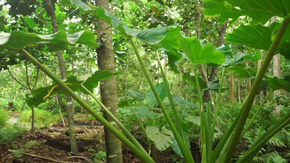 Dolly In Tropical Forest alt