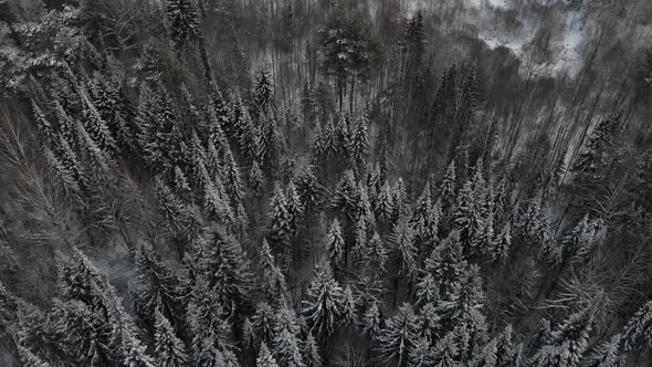 Taiga Forest Under Snow