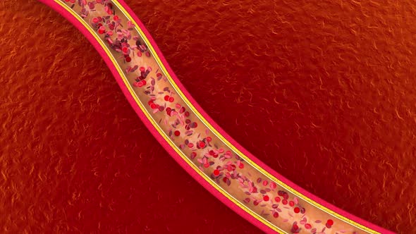 Erythrocytes flowing through a Vein or Artery