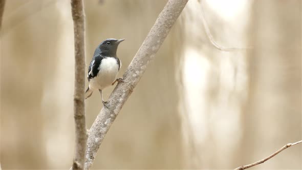 Isolated Black Throated Blue Warbler Bird Perched And Flying From A Forest Tree Branch alt