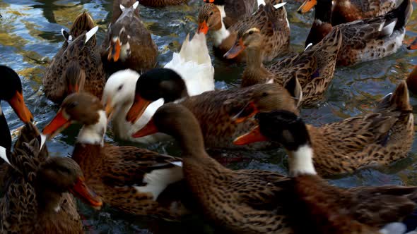 Bird Animal Duck In Lake 12