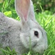 Cute Fluffy Little Bunny on a Green Meadow in Sunny Sunny Weather Closeup - VideoHive Item for Sale