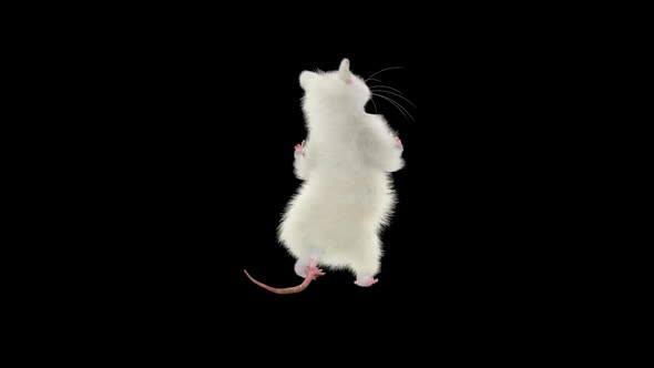 Rat Dancing Hd, Motion Graphics | VideoHive