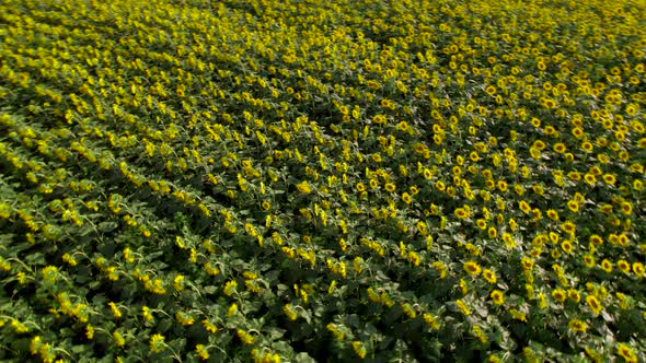 Bright yellow sunflower field, blooming oilseed flowers, harvest season, soft evening light.