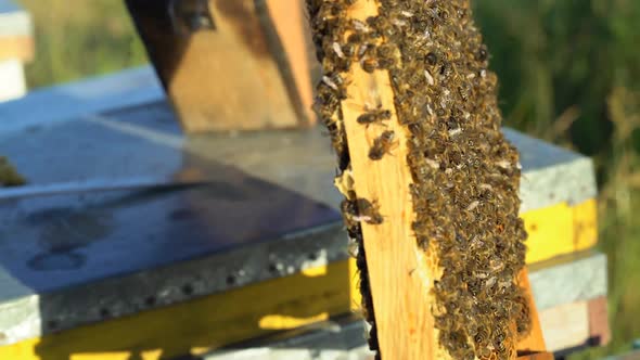 Yellow frame filled with honey insects working on honey cells on the natural background. alt