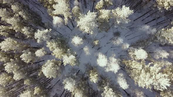 Winter Forest Nature