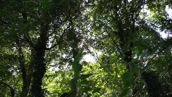 Walking in the Forest alt