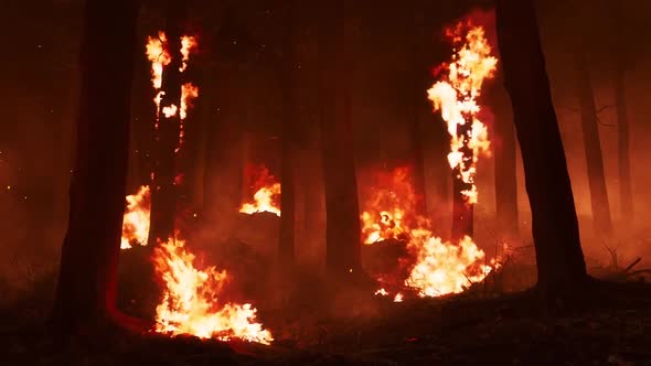 Flame On The Background Of The Forest, Trees Are Burning