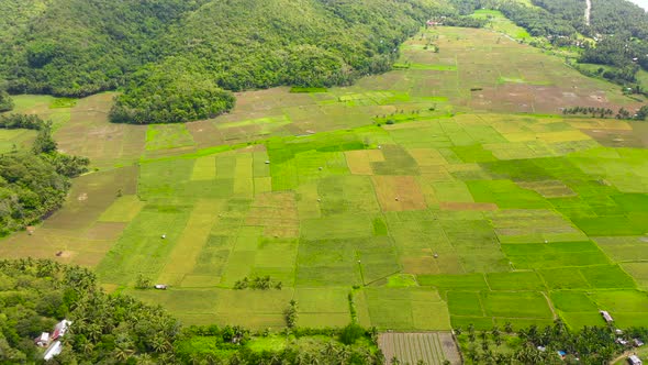 Green Hills and Rice Fields, Aerial View. The Nature of the Philippine Islands, alt