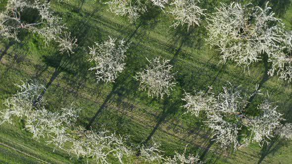 Aerial view of blooming cherry trees with blackthor shrubs, from above alt