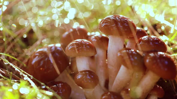 Armillaria Mushrooms of Honey Agaric In a Sunny Forest in the Rain. alt
