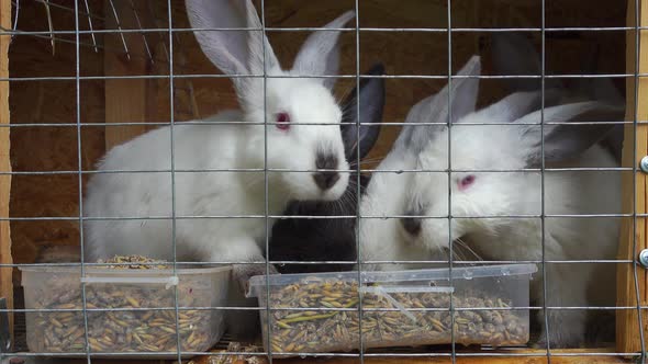 Small Cute White and Black Small Rabbits Eat.