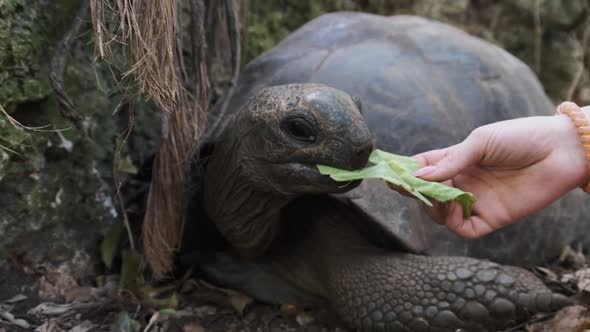 A Huge Aldabra Giant Tortoise Eats Food on a Prison Island in Zanzibar Africa alt