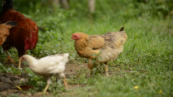Flock Of Chickens Grazing On The Farm alt