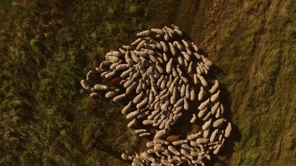 Man Near Herd of Sheep alt