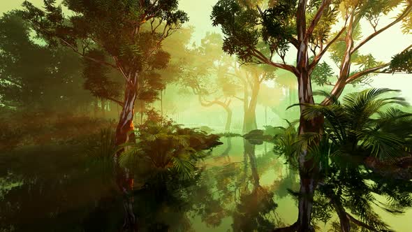 Foggy jungle and mangroves