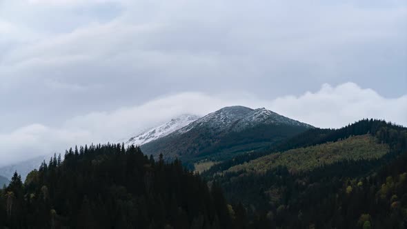 The snow-covered peak of the mountain is overgrown with a pine forest. alt
