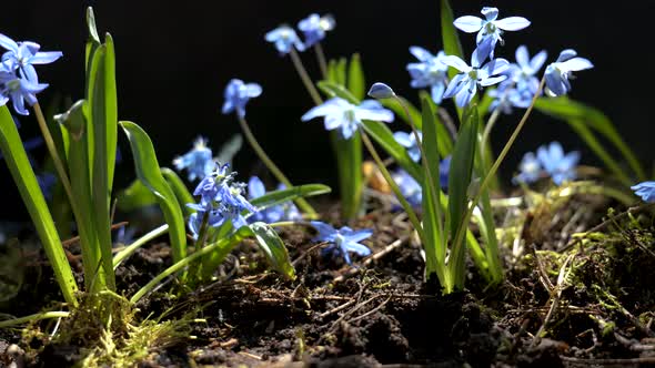Beautiful Blooming Blue Flowers in Spring alt