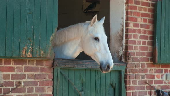 The Horses on the Farm are Galloping