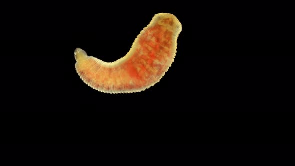 Oligochaeta Worm Under a Microscope, Type Annelida, Sample Found at Lake Baikal alt