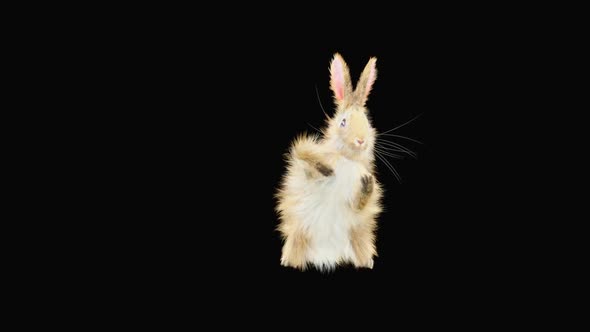 Rabbit Dancing HD alt